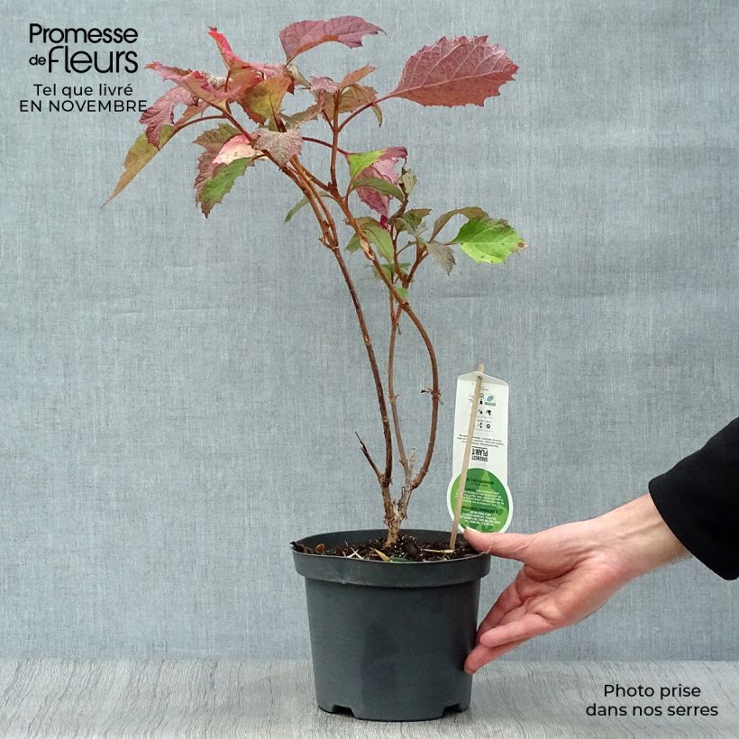 Exemplaar van Hydrangea quercifolia Snowflake - Eikenbladhortensia Pot van 3 l/4 l zoals geleverd in de herfst