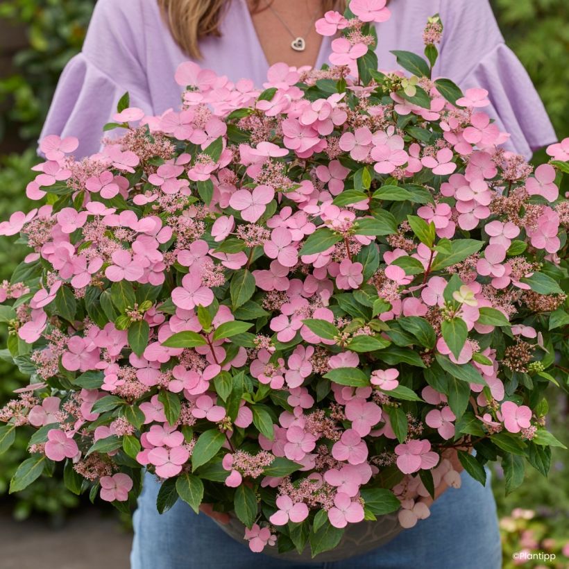 Hydrangea scandens First Love - Guirlande hortensia (Bloei)