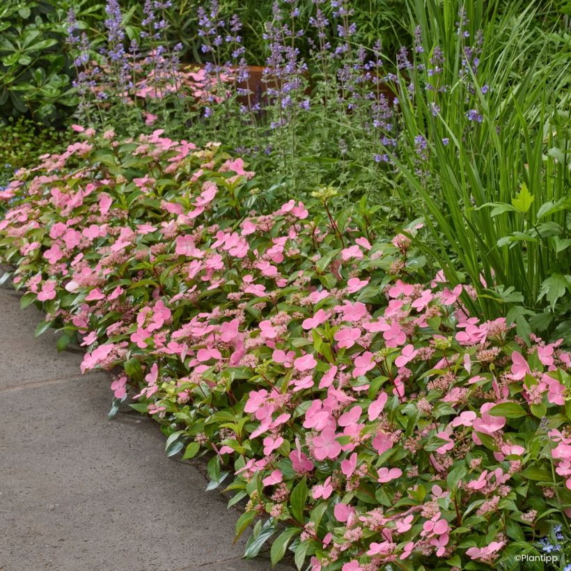 Hydrangea scandens First Love - Guirlande hortensia (Groeiplaats)