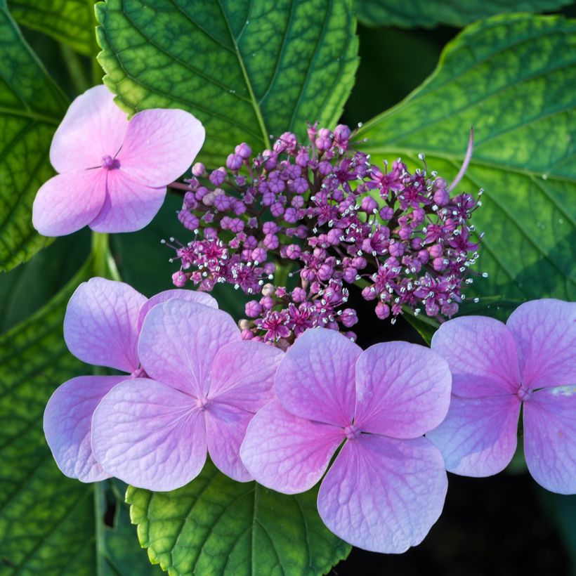 Hydrangea serrata Avelroz Dolmyf - Berghortensia (Bloei)