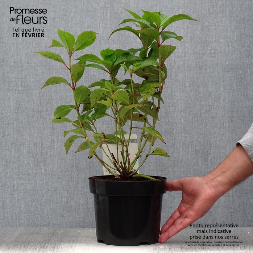 Exemplaar van Hydrangea serrata Avelroz Dolmyf - Berghortensia Pot van 2 l/3 l, Struik zoals geleverd in de herfst