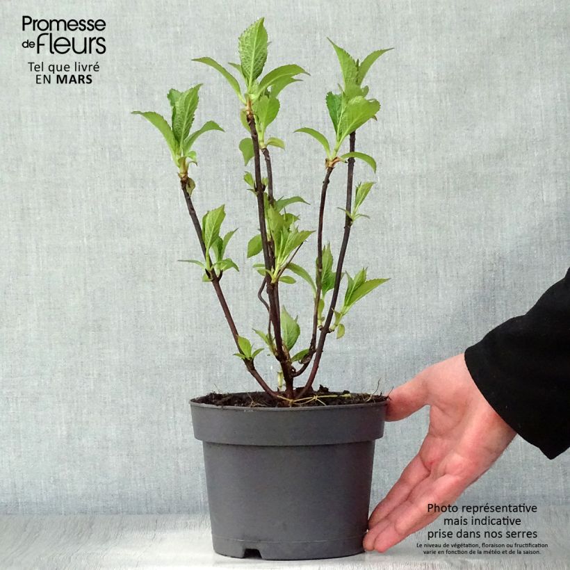 Exemplaar van Hydrangea serrata Blue Bird - Berghortensia Pot van 3 l/4 l zoals geleverd in de lente