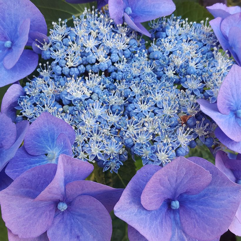 Hydrangea serrata Blue Bird - Berghortensia (Bloei)