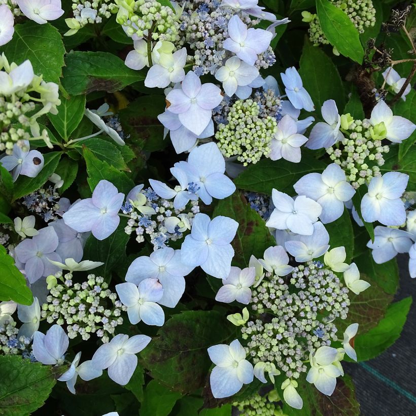 Hydrangea serrata Blue Deckle - Berghortensia (Bloei)