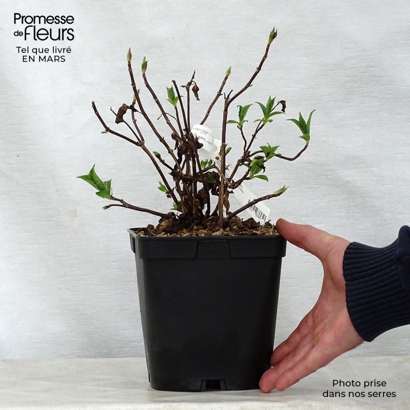 Exemplaar van Hydrangea serrata Blue Deckle - Berghortensia Pot van 2 l/3 l zoals geleverd in de lente