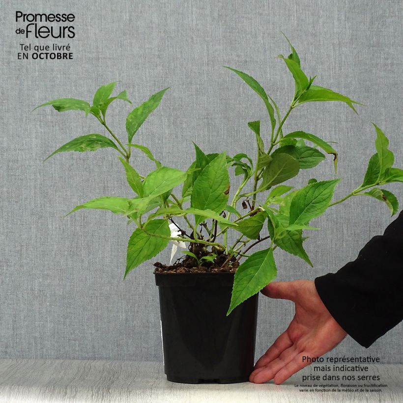 Exemplaar van Hydrangea serrata Blue Deckle - Berghortensia Pot van 2 l/3 l zoals geleverd in de herfst