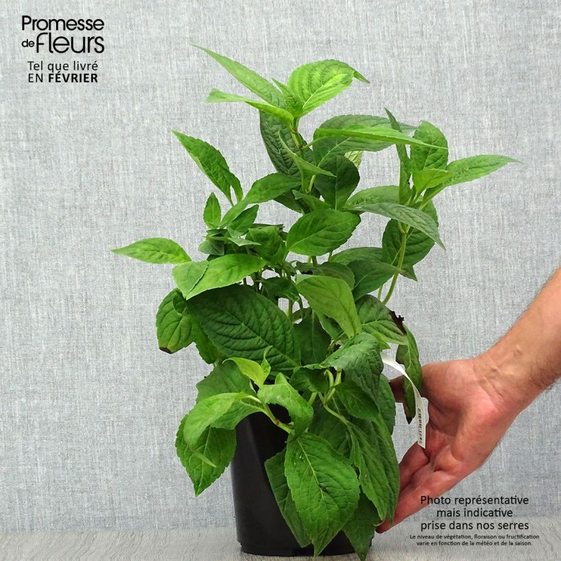 Exemplaar van Hydrangea serrata Cap Sizun - Berghortensia Pot van 2 l/3 l zoals geleverd in de herfst
