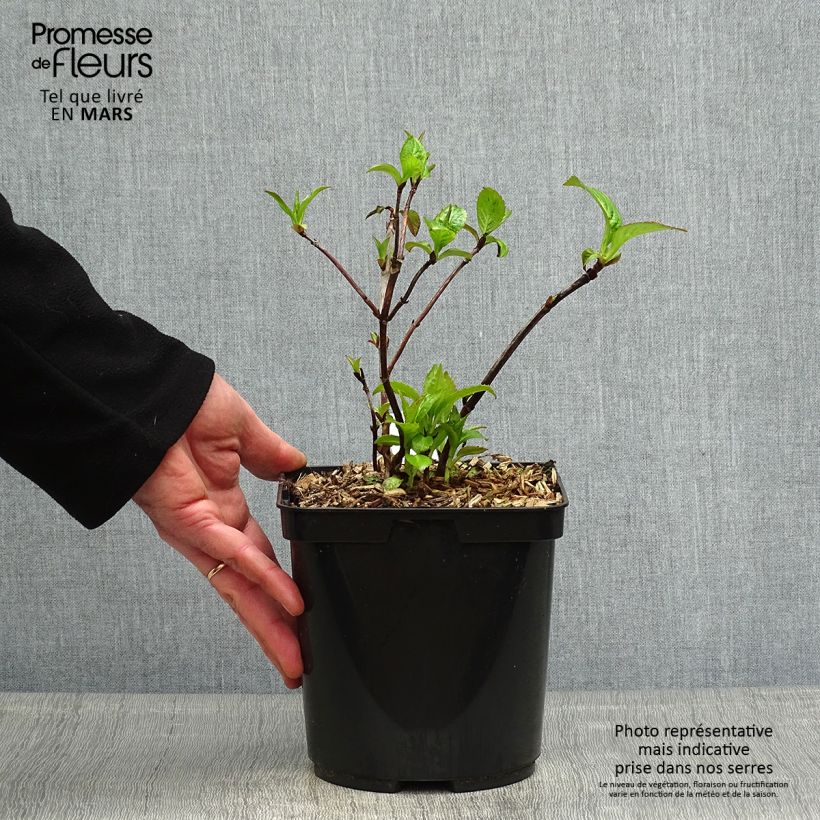 Exemplaar van Hydrangea serrata Cap Sizun - Berghortensia Pot van 2 l/3 l zoals geleverd in de lente