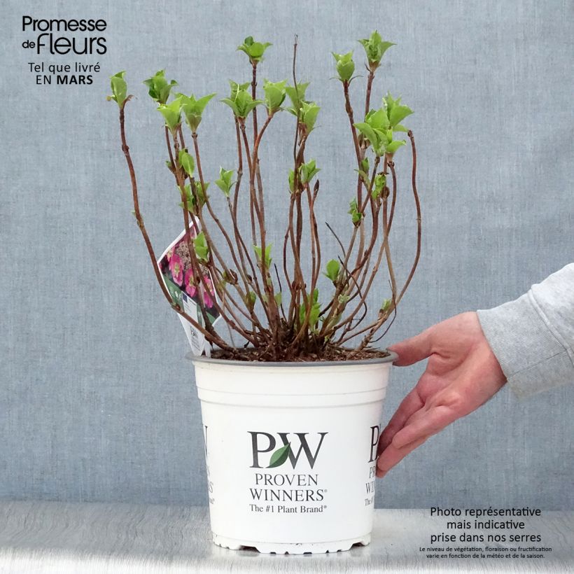 Exemplaar van Hydrangea serrata Cotton Candy - Berghortensia Pot van 4 l/5 l zoals geleverd in de lente