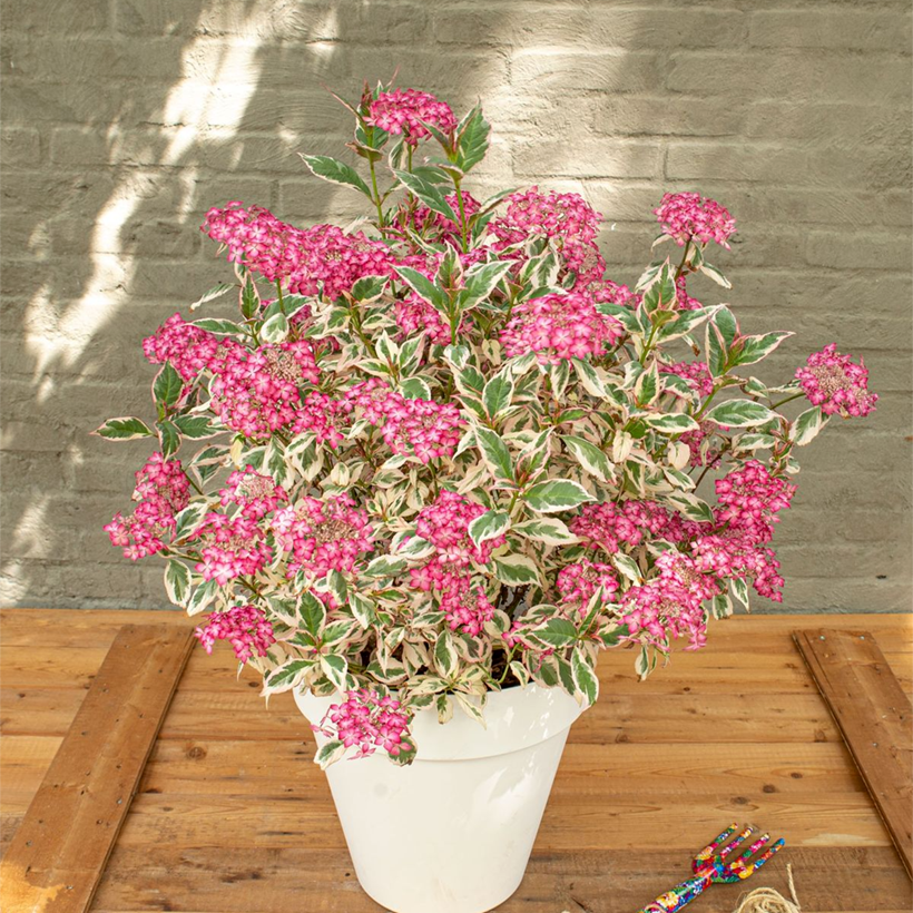 Hydrangea serrata Euphoria Pink - Berghortensia (Groeiplaats)
