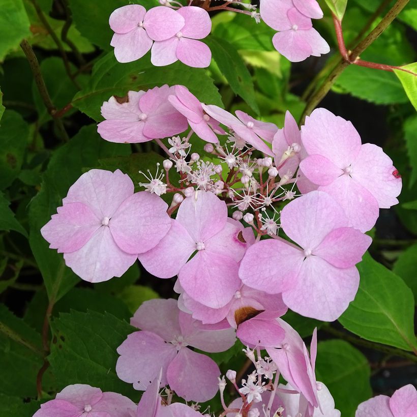 Hydrangea serrata Graciosa - Berghortensia (Bloei)