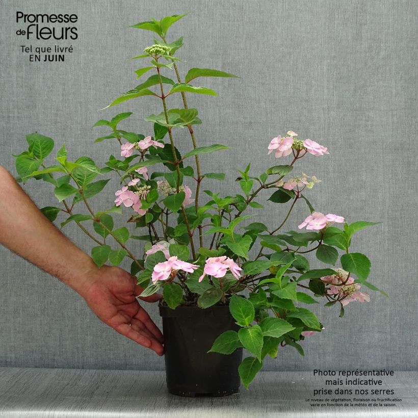 Exemplaar van Hydrangea serrata Graciosa - Berghortensia Pot van 2 l/3 l zoals geleverd in de zomer