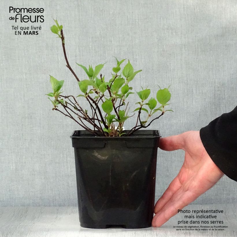 Exemplaar van Hydrangea serrata Graciosa - Berghortensia Pot van 2 l/3 l zoals geleverd in de lente