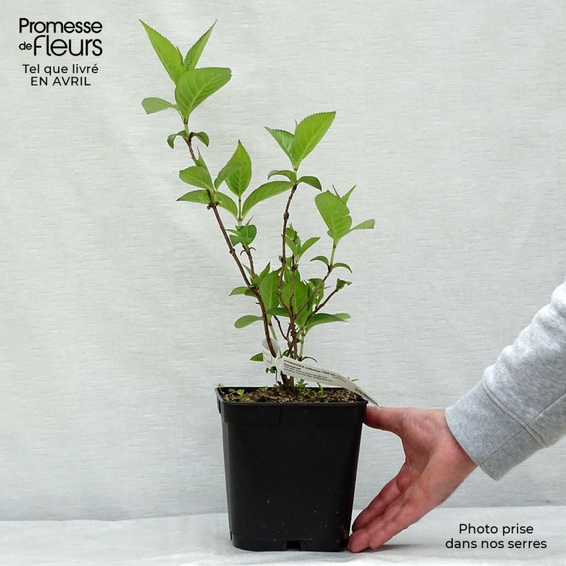 Exemplaar van Hydrangea serrata Grayswood - Berghortensia Pot van 2 l/3 l zoals geleverd in de lente
