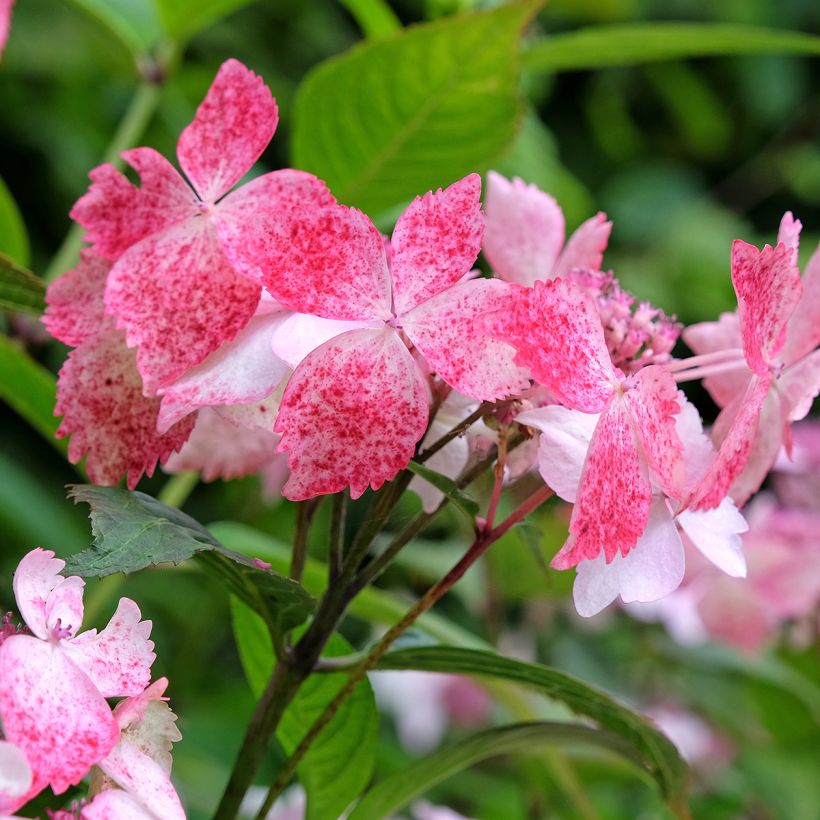 Hydrangea serrata Grayswood - Berghortensia (Bloei)