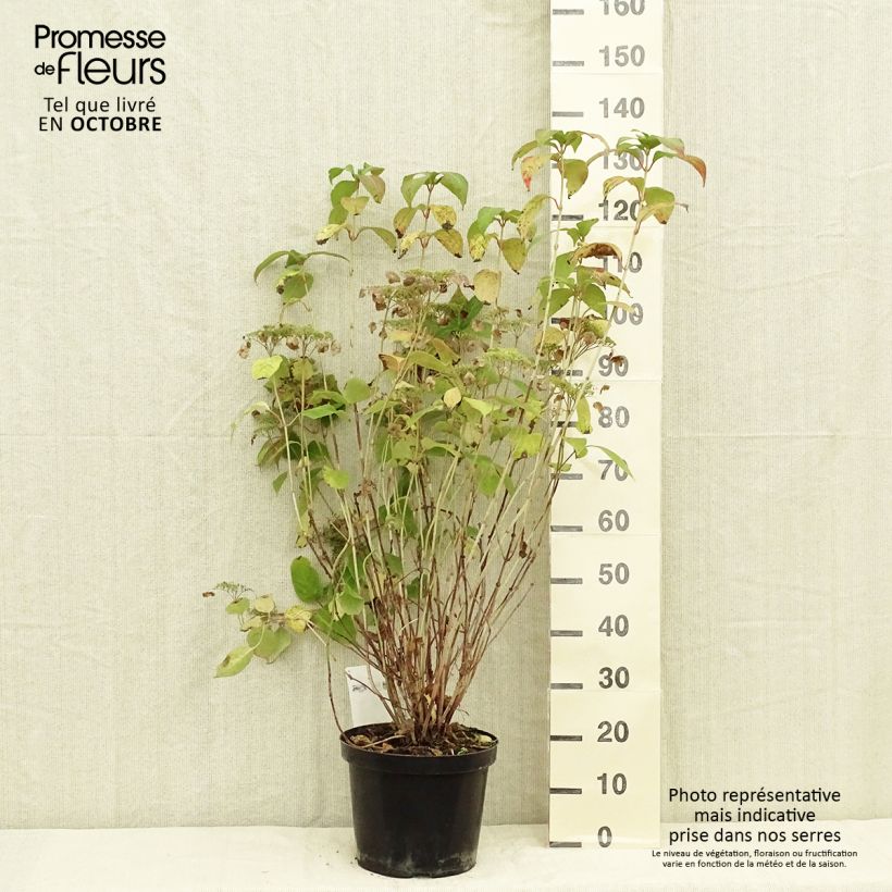 Exemplaar van Hydrangea serrata Intermedia - Berghortensia Pot van 7,5 l/10 l zoals geleverd in de herfst