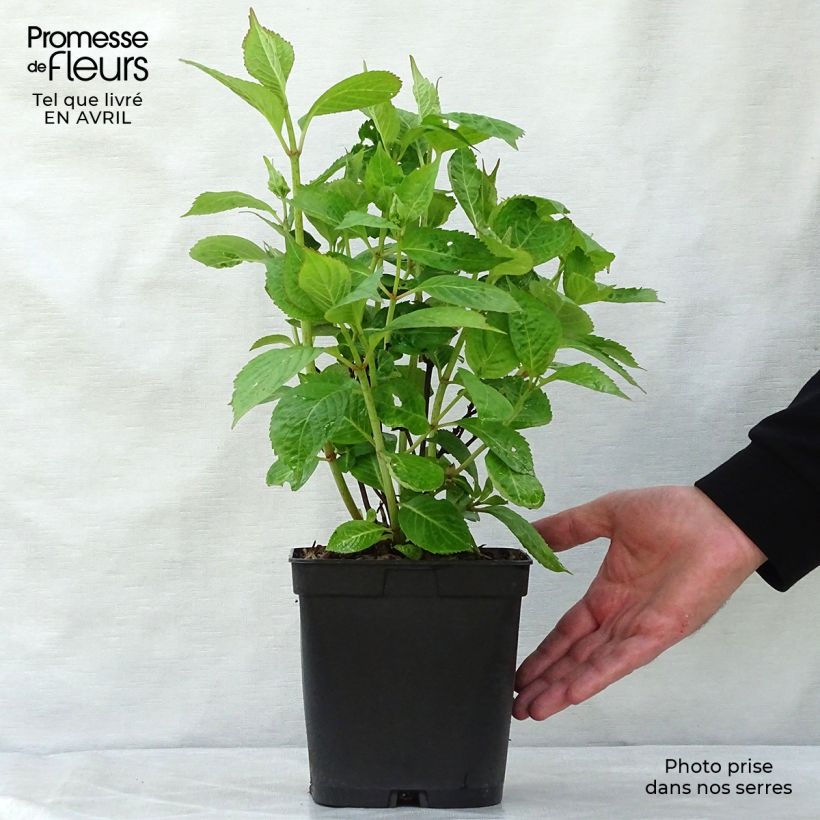 Exemplaar van Hydrangea serrata Klaveren - Berghortensia Pot van 2 l/3 l zoals geleverd in de lente