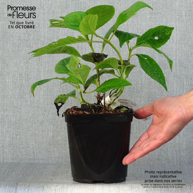 Exemplaar van Hydrangea serrata Klaveren - Berghortensia Pot van 2 l/3 l zoals geleverd in de herfst