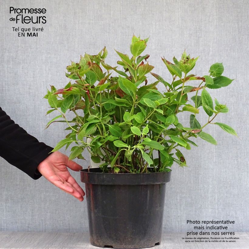 Exemplaar van Hydrangea serrata Magic Pillow - Bolhortensia Pot van 7,5 l/10 l zoals geleverd in de lente