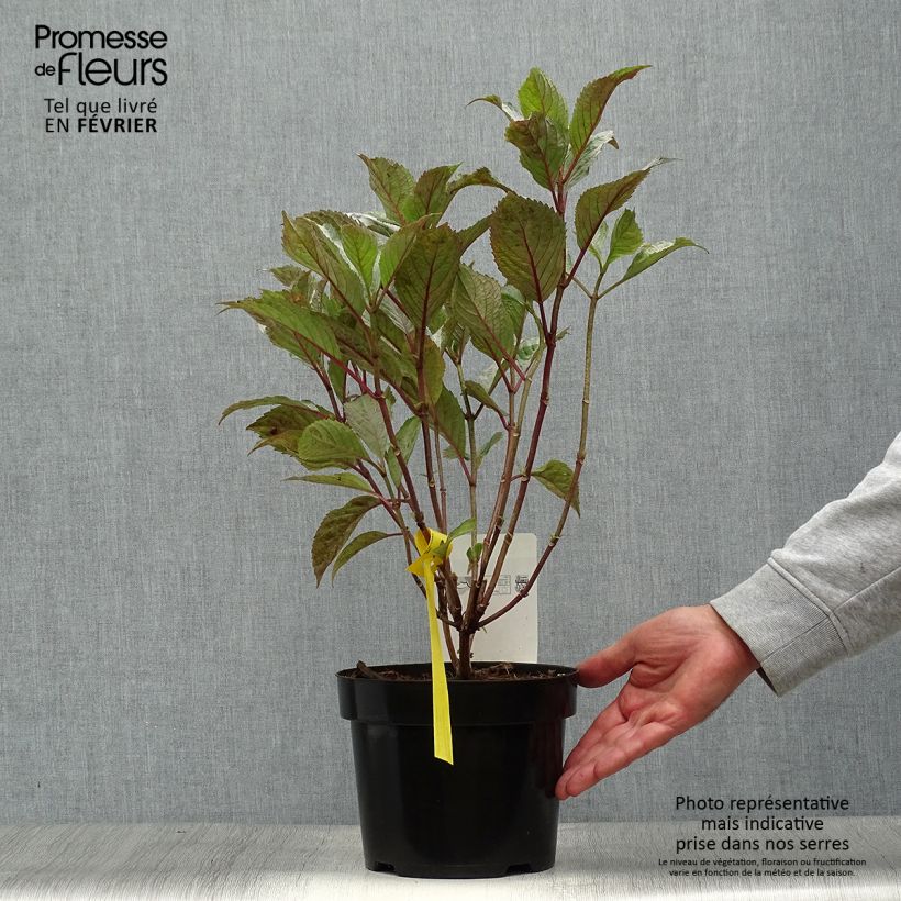 Exemplaar van Hydrangea serrata Precioza - Berghortensia Pot van 2 l/3 l zoals geleverd in de herfst
