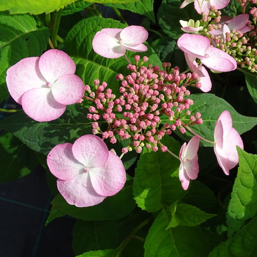 Hydrangea serrata Shojo - Berghortensia (Bloei)