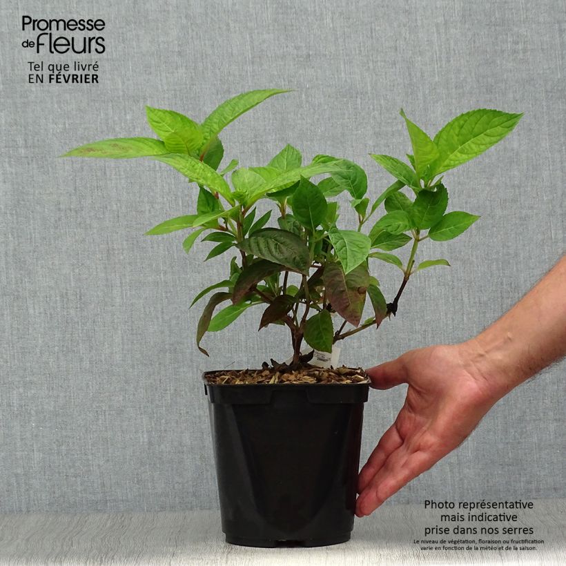 Exemplaar van Hydrangea serrata Shojo - Berghortensia Pot van 2 l/3 l zoals geleverd in de herfst