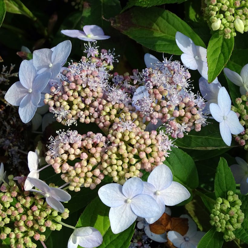 Hydrangea serrata Tiara - Berghortensia (Bloei)