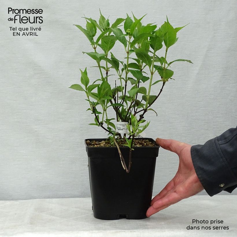 Exemplaar van Hydrangea serrata Tiara - Berghortensia Pot van 2 l/3 l zoals geleverd in de lente