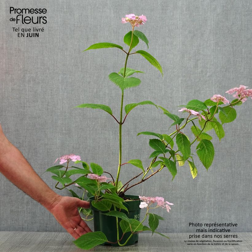 Exemplaar van Hydrangea serrata Veerle - Berghortensia Pot van 3 l/4 l zoals geleverd in de zomer