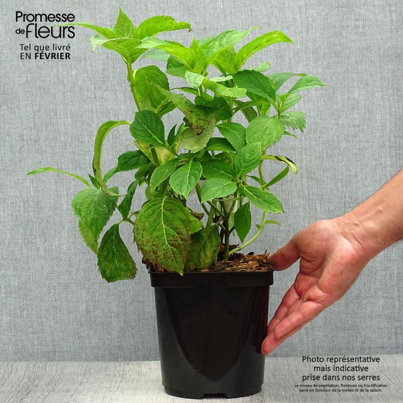 Exemplaar van Hydrangea serrata Vicomte de Kerlot - Berghortensia Pot van 2 l/3 l zoals geleverd in de herfst