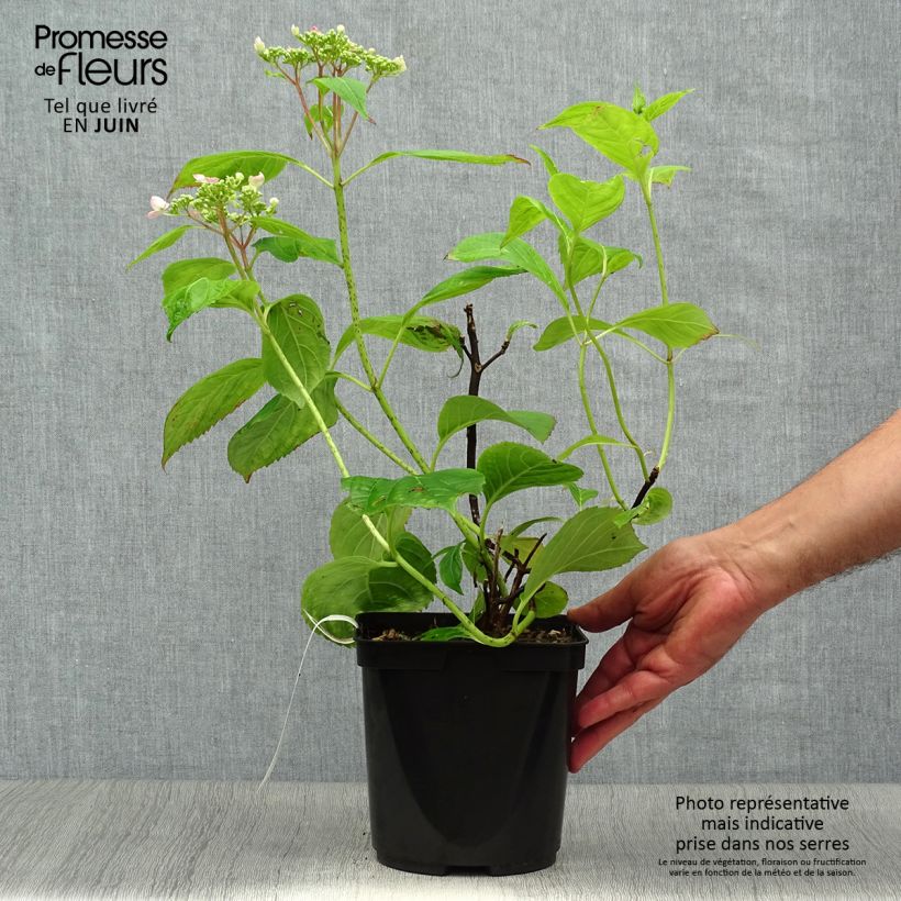 Exemplaar van Hydrangea serrata Vicomte de Kerlot - Berghortensia Pot van 2 l/3 l zoals geleverd in de zomer