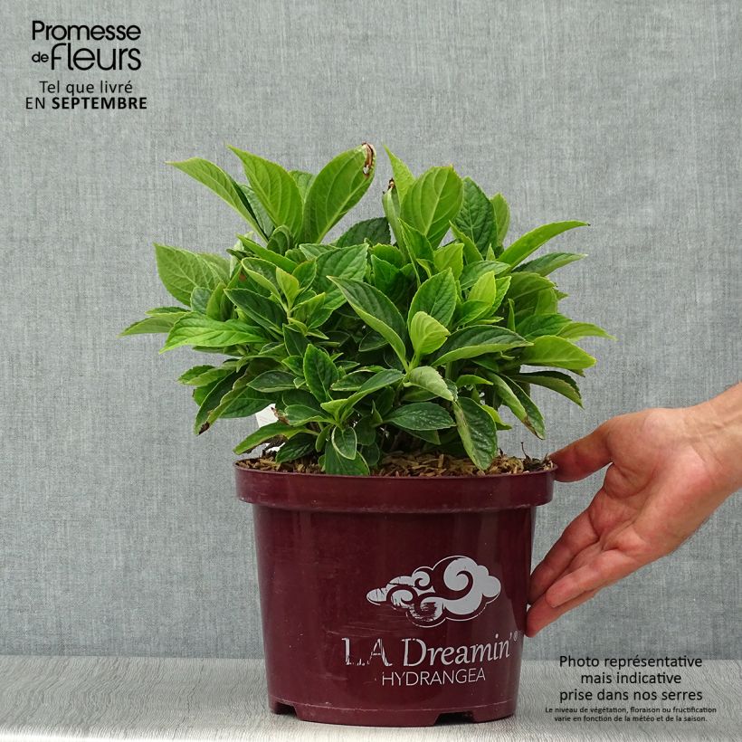 Exemplaar van Hydrangea macrophylla L.A Dreamin Lindesy Ann - Bolhortensia Pot van 4 l/5 l, Struik zoals geleverd in de herfst