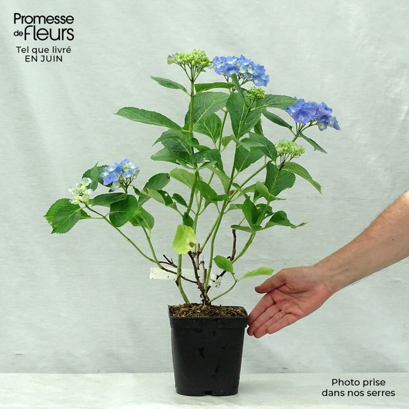 Exemplaar van Bolhortensia Mathilde Gutges Pot van 2 l/3 l zoals geleverd in de zomer