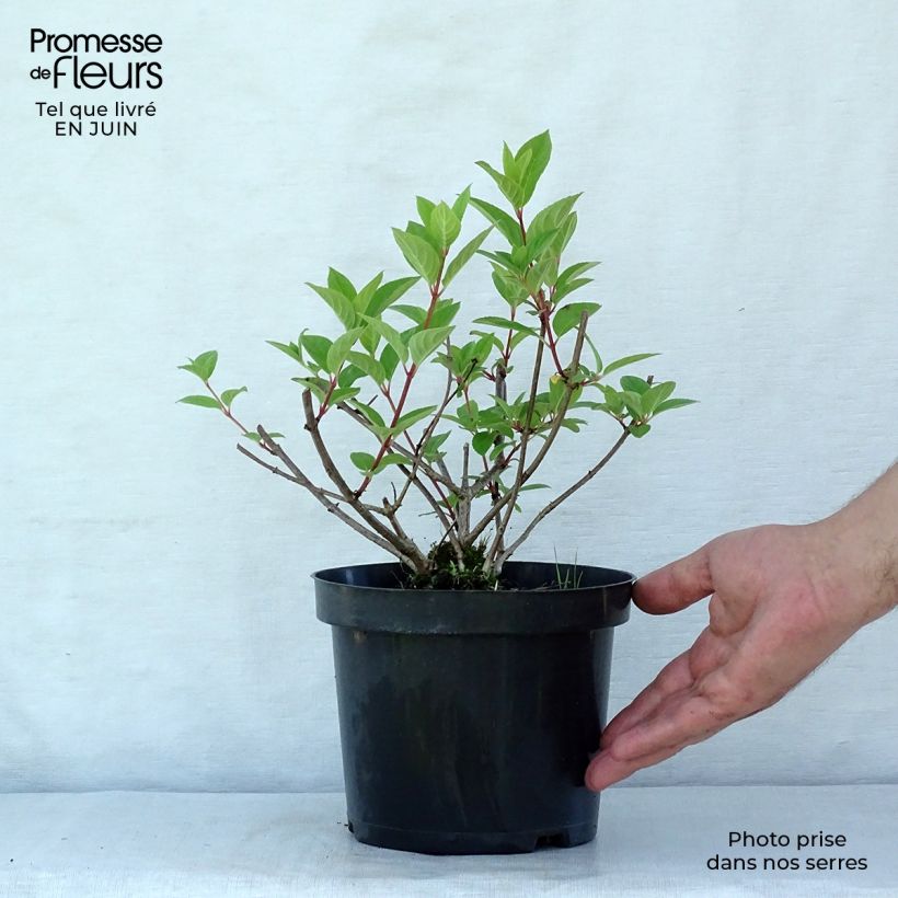 Exemplaar van Hydrangea paniculata Pink diamond - Pluimhortensia Pot van 2 l/3 l zoals geleverd in de zomer