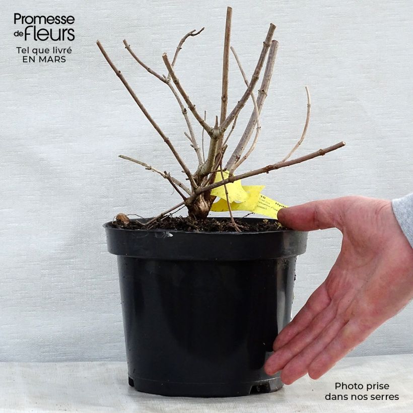 Exemplaar van Hydrangea paniculata Pink diamond - Pluimhortensia Pot van 2 l/3 l zoals geleverd in de lente