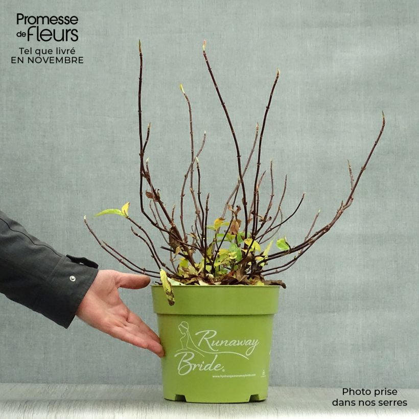 Exemplaar van Hydrangea Runaway Bride Snow White - Guirlande hortensia Pot van 6 l/7 l zoals geleverd in de herfst