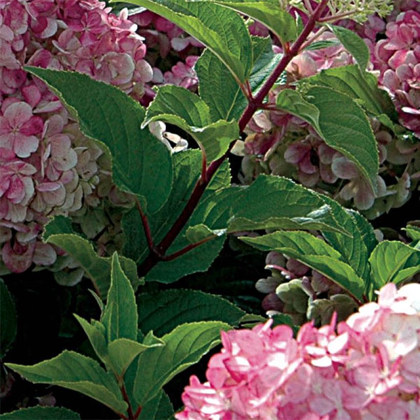Hydrangea paniculata Vanille Fraise - pluimhortensia (Blad)