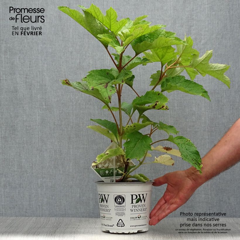 Exemplaar van Hydrangea quercifolia Gatsby Moon - Eikenbladhortensia Pot van 2 l/3 l zoals geleverd in de herfst