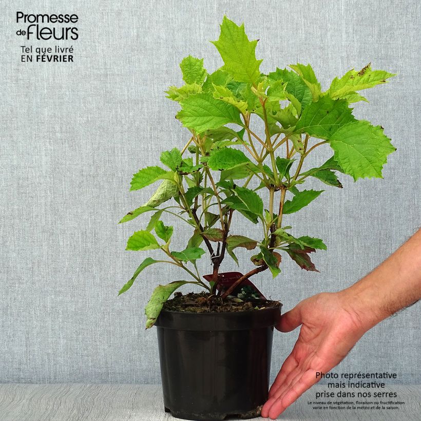 Exemplaar van Hydrangea quercifolia Sikes Dwarf - Eikenbladhortensia Pot van 2 l/3 l zoals geleverd in de herfst