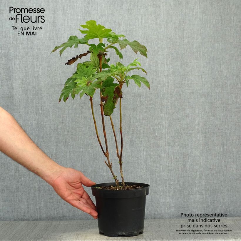 Exemplaar van Hydrangea quercifolia - Eikenbladhortensia Pot van 2 l/3 l zoals geleverd in de lente