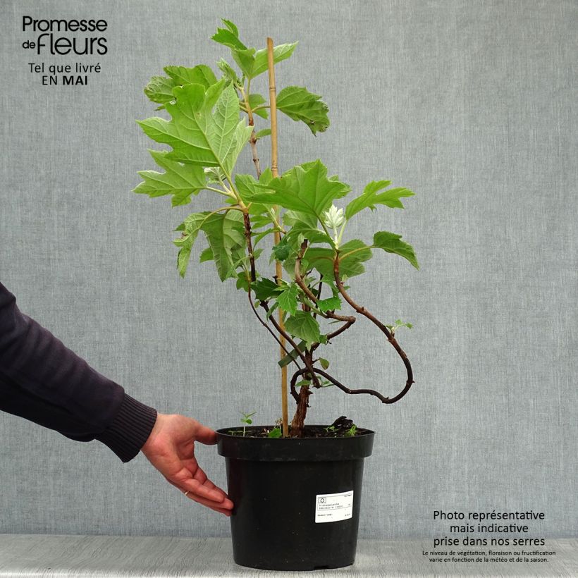 Exemplaar van Hydrangea quercifolia - Eikenbladhortensia Pot van 7,5 l/10 l zoals geleverd in de lente