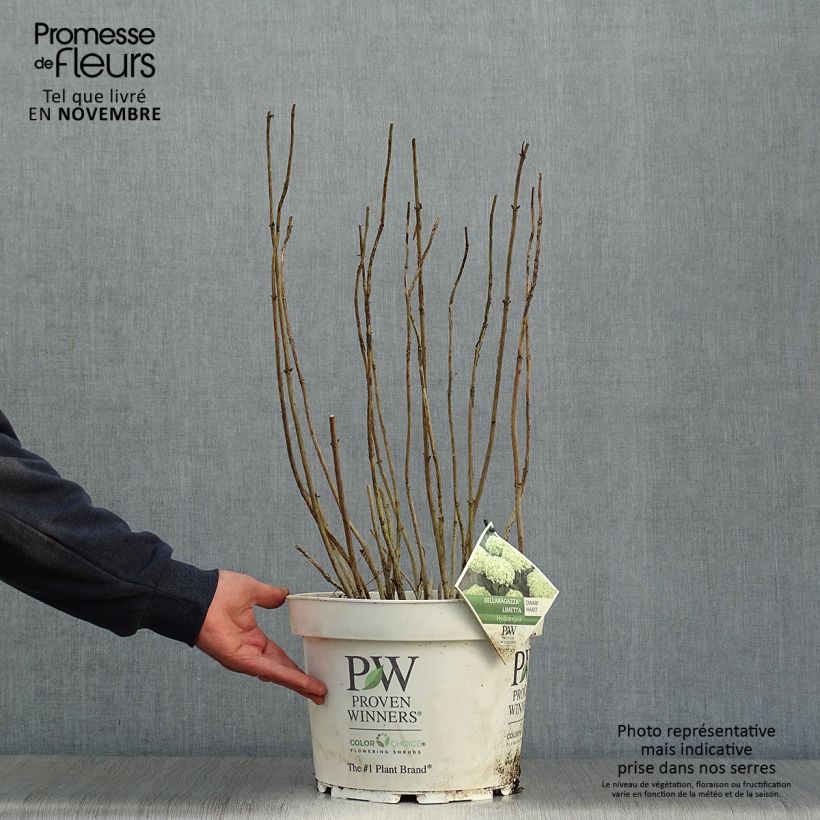 Exemplaar van Hydrangea arborescens BellaRagazza Limetta - Struikhortensia Pot van 4 l/5 l zoals geleverd in de herfst
