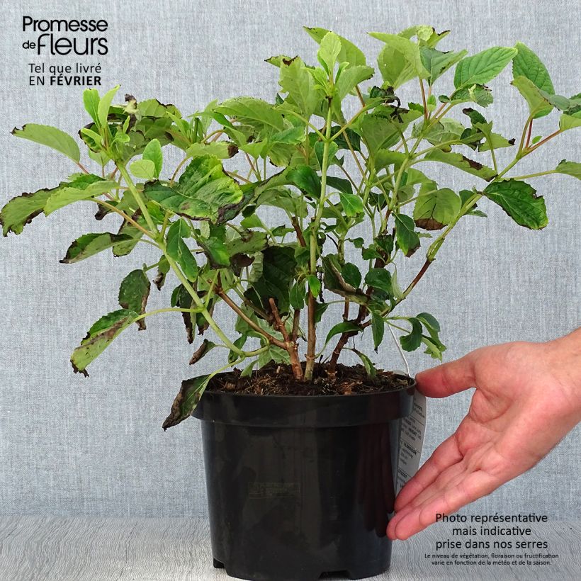 Exemplaar van Hydrangea arborescens Hills Of Snow - struikhortensia Pot van 2 l/3 l zoals geleverd in de herfst