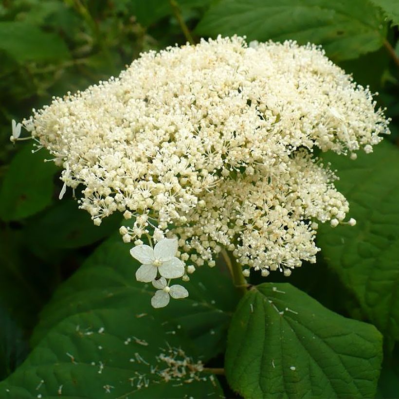 Hydrangea arborescens Hills Of Snow - struikhortensia (Bloei)