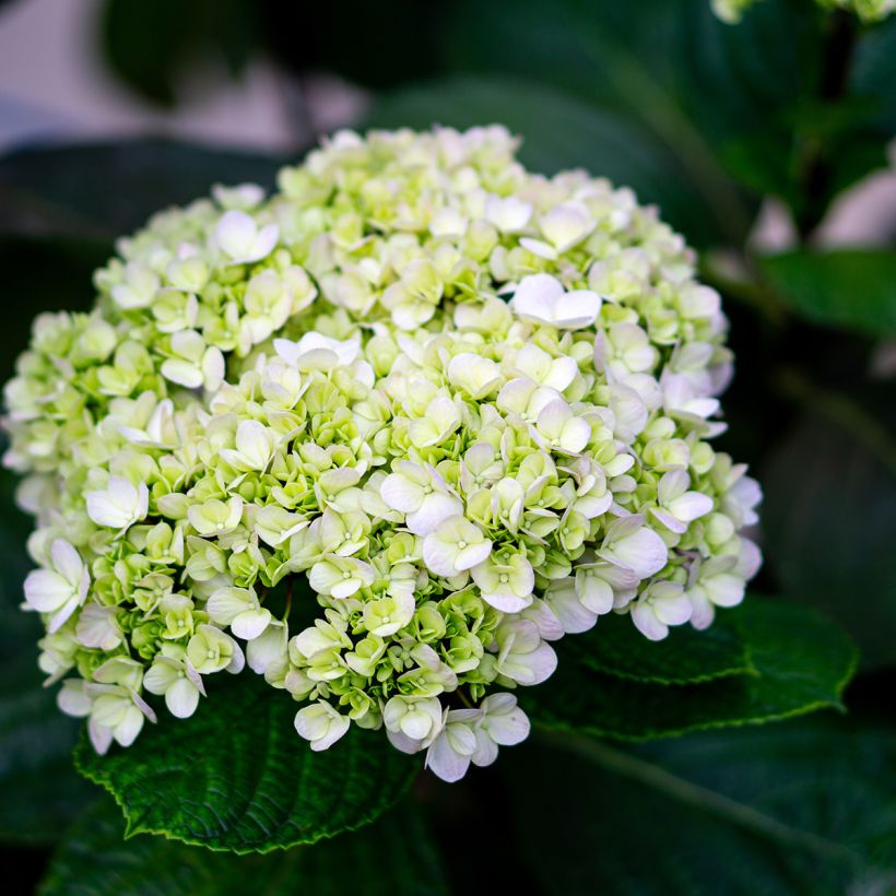 Hydrangea arborescens Lime Rickey bio - struikhortensia (Bloei)