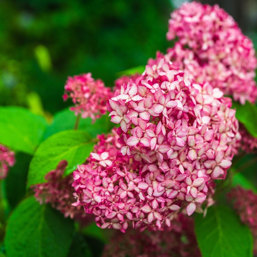 Hydrangea arborescens Pink Annabelle - struikhortensia (Bloei)
