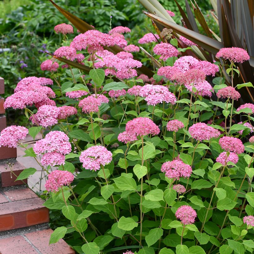 Hydrangea arborescens Pink Annabelle - struikhortensia (Groeiplaats)