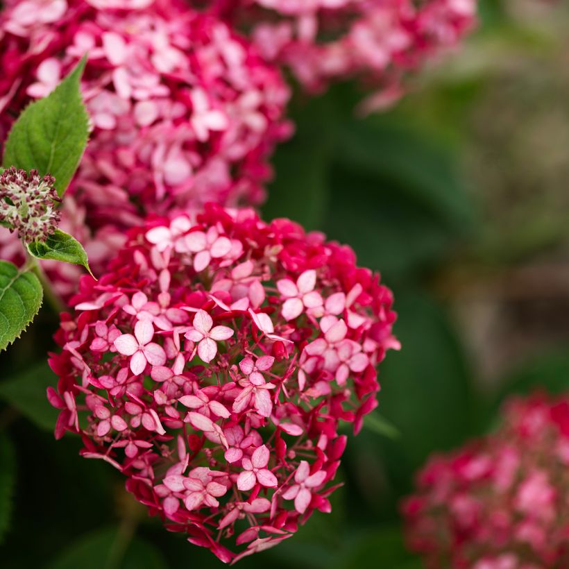 Hydrangea arborescens Ruby Annabelle - struikhortensia (Bloei)