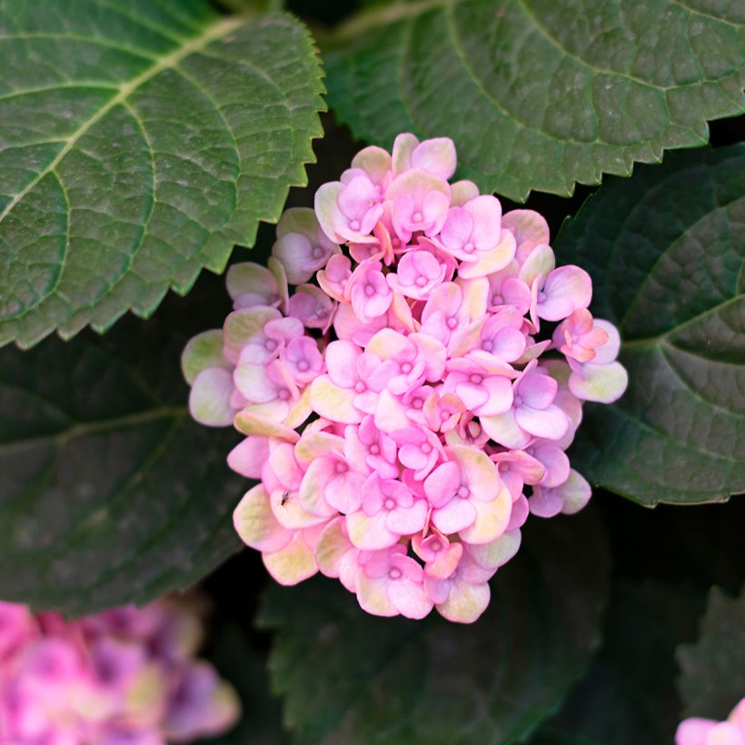 Hydrangea arborescens Sweet Annabelle - sneeuwballenhortensia (Blad)