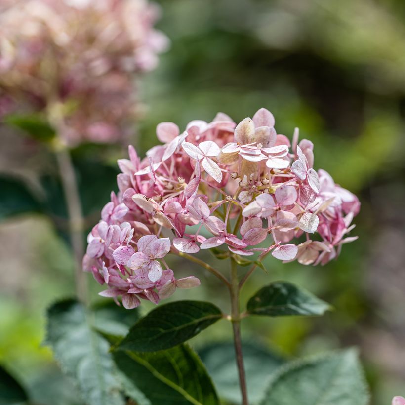 Hydrangea arborescens Sweet Annabelle - sneeuwballenhortensia (Bloei)